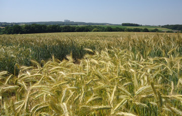 Epis immatures de triticale 2026 en Auvergne