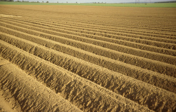 plantation pomme de terre