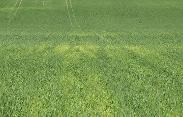 Carence en soufre dans une parcelle de céréales, avec apparition de foyers jaunes, dans le Sud-Ouest