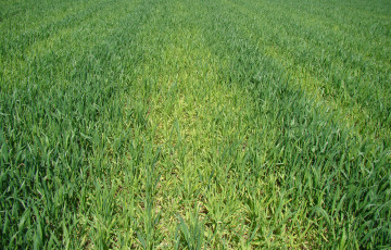 Carence en soufre sur blé tendre, en Bretagne, en 2026