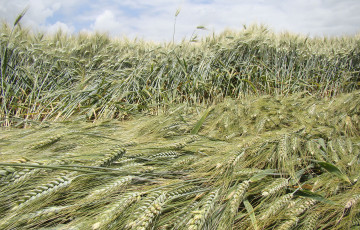 Zone de blé versé, en Normandie