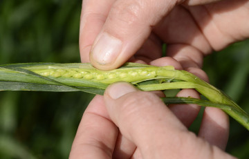 Des mains sortent un jeune épi de blé de sa gaine, stade dernière feuille pointante, en avril 2026 en Bourgogne