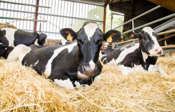 Deux vaches laitières couchées dans la paille propre