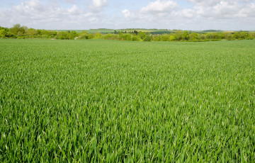 parcelle de blé fin montaison