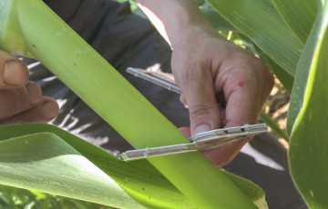 pose des pièges (Trichogrammes) sur des tiges de maïs fin mai 2026 en Auvergne