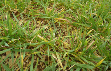 symptôme de JNO sur feuille d'orge