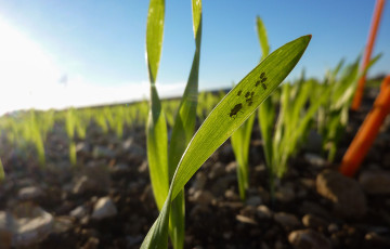Pucerons sur jeunes semis d’orges en novembre 2025 en Normandie