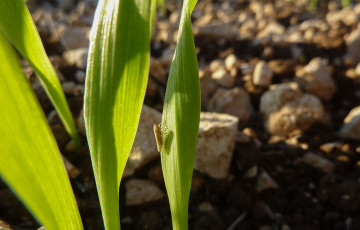 Cicadelle sur une jeune feuille de blé dur en Occitanie