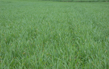 Blé au stade début tallage, forte biomasse, début février 2026, en Normandie
