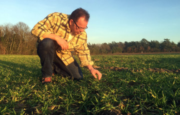 Les semis d’octobre 2025 présentent un couvert abondant en Normandie
