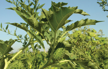 feuilles et fleurs de datura