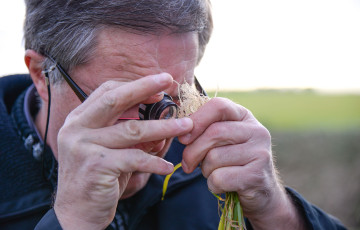 Un homme observe des racines de blé avec une loupe pour détecter la présence de nématodes