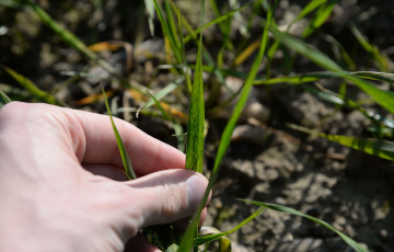 Taches de mosaïque sur des feuilles de blé début février 2026 en Ile-de-France