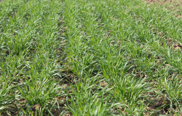 Parcelle de blé au stade tallage début février 2025 en Hauts-de-France 