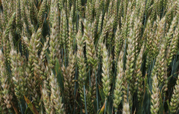 Epis de blé tendre fusariés en 2026 en Bretagne 