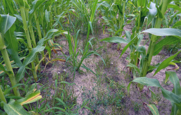 essai désherbage - maïs - infestation d'adventices : panic pied-de-coq, digitaire, renouée des oiseaux et jonc des crapaud