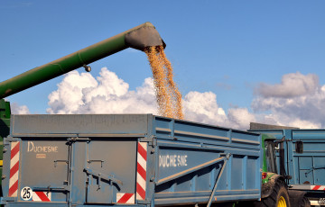 Une vis à grain vide le maïs dans la benne après récolte, en Ile-de-France
