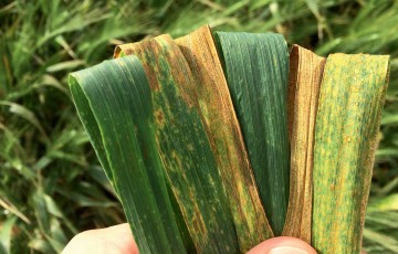 Différence de développement de la rouille brune sur des feuilles de blé dur, selon la résistance variétale