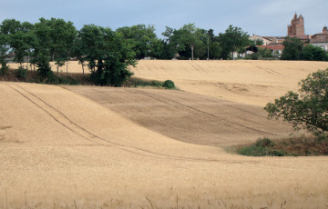Parcelles de blé dur en 2025 en Occitanie