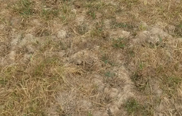 prairies grillées