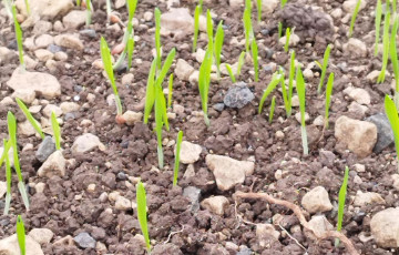 Parcelle de blé au stade levée fin octobre 2025 en Poitou-Charentes