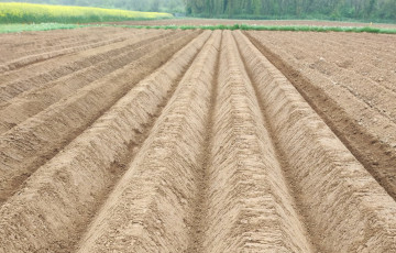 buttes de pommes de terre