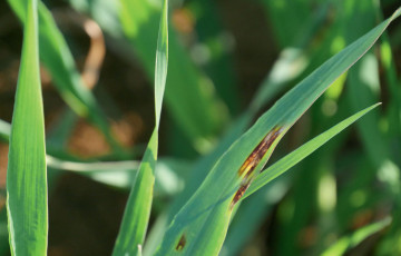 Stries foliaires d'helminthosporiose, fin montaison sur orge, observées en mars 2026 en Poitou-Charentes