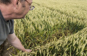 Un technicien agricole dans une parcelle d’essais septoriose sur blé en 2023