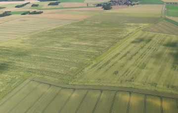 Parcelle de blé versée en Lorraine