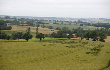 Verse dans une parcelle de céréales à paille en Occitanie