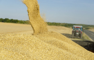 Au champ, une vis vide les grains d'orge dans la benne en juillet 2026 en Rhône-Alpes