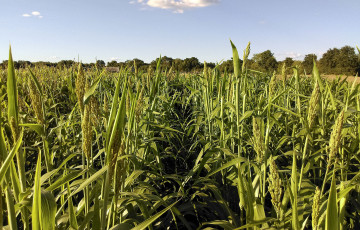 Sorgho en floraison en Occitanie