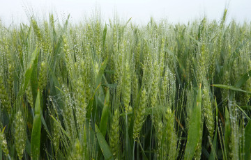 Epis de blé tendre fin avril 2026 en Occitanie