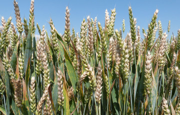 Fusarioses des épis sur blé en Occitanie
