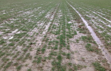 flaques d’eau dans blé tallage