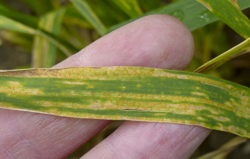 symptômes de rouille jaune