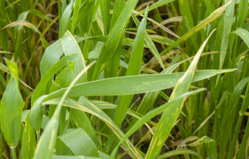 Rouille jaune sur feuilles de blé, en mars 2026 en Occitanie