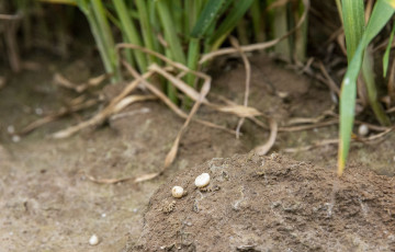 Deux granulés d’azote au pied des blés, en avril 2026, en Pays de Loire