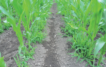 adventices sur les rangs