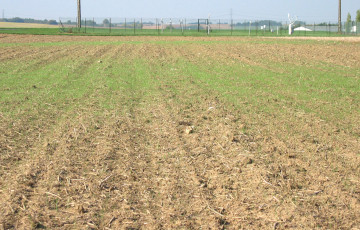 Ray-grass dans une parcelle avant semis de blé en Hauts de France
