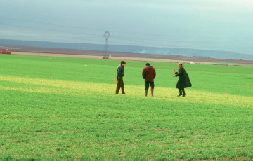 Trois hommes dans une parcelle de blé dur observent des symptômes de jaunissement en février 2026 en Occitanie