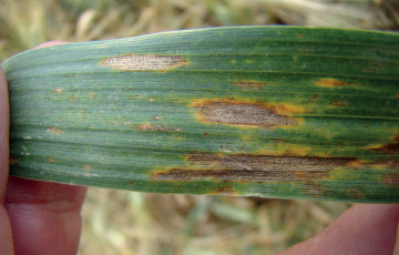 Rouille jaune sur blé au printemps 2026 en Occitanie