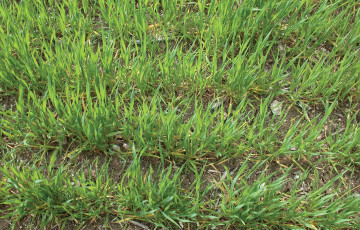 Jaunissement observé su céréales en 2026