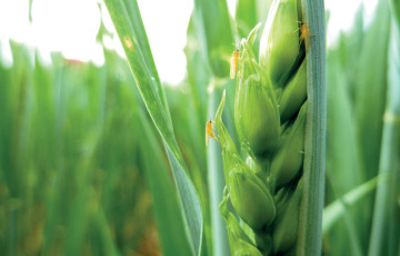 Cécidomyies sur un épillet de blé vert en avril 2026 en Île-de-France