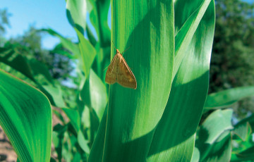 Papillon de pyrale du maïs en juin 2026 en Auvergne