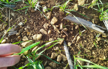 Ray-grass dans parcelle de blé début 2026, en Bretagne