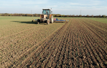 Désherbage mécanique sur une parcelle de blé tendre en 2025 en Occitanie