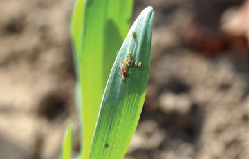 Pucerons sur jeune semis mi-décembre 2025 en Normandie