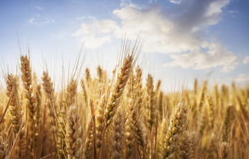 Champ de blé à maturité en juillet 2026, avant la récolte, en Hauts-de-France
