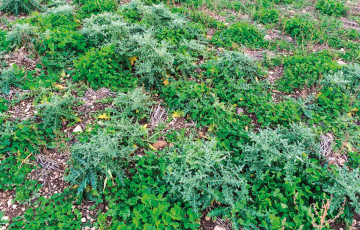 Des chardons dans un couvert de légumineuses en bio